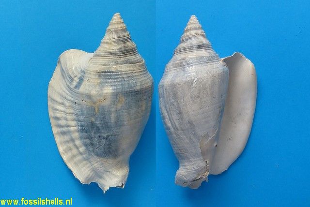 Strombus hertweckorum