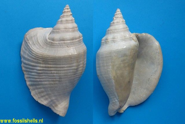 Strombus mulpenensis