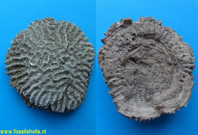 Meandrina meandrites