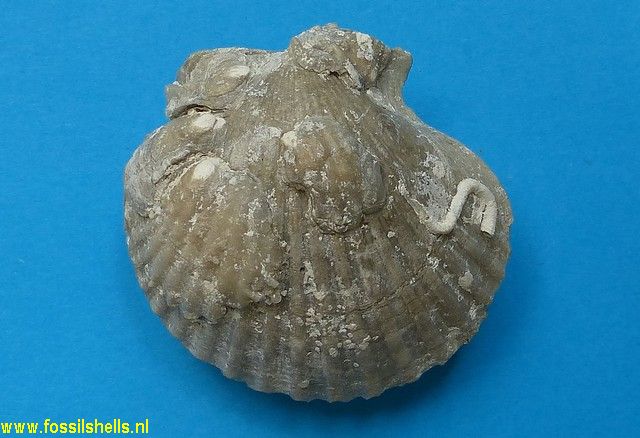 Anomia on Argopecten