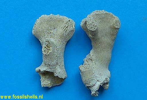 Lobopsammia cariosa