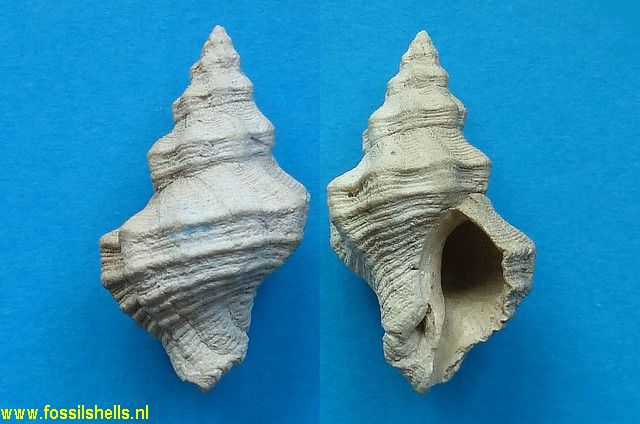 Acantholabia floridana