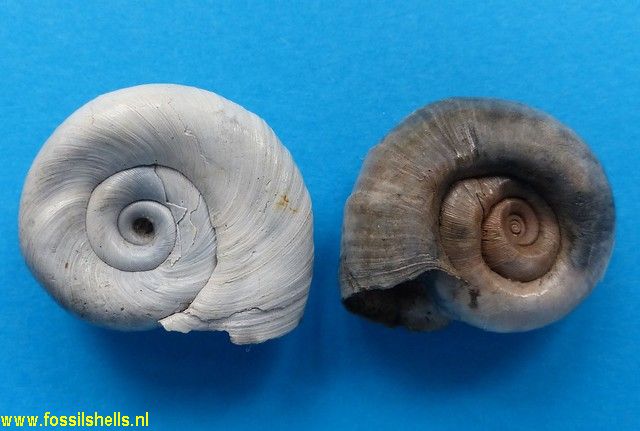 Gyraulus parvus