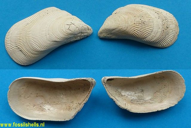 Brachidontes exustus