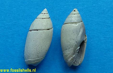 Olivella terryi