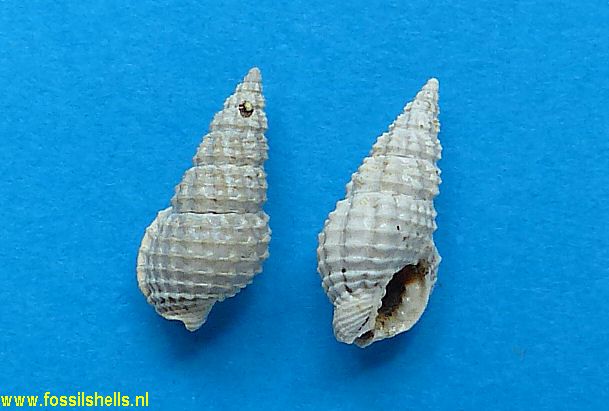 Nassarius praeambiguus