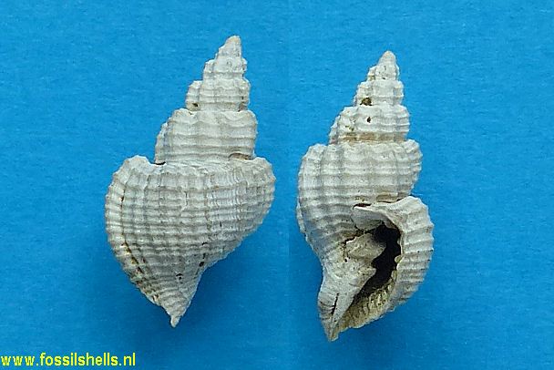 Cancellaria barystoma