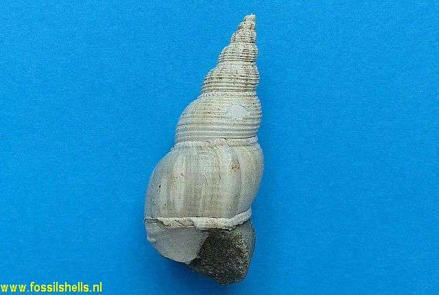 Northia species