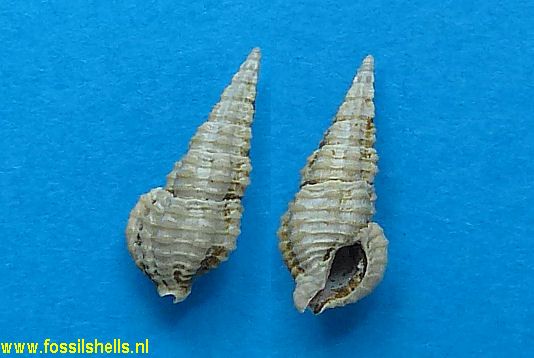Leptarius leptus