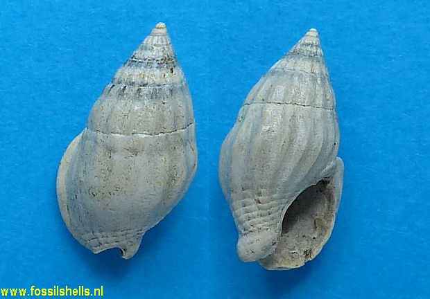 Nassarius species