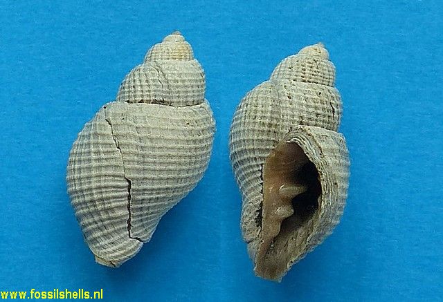 Cancellaria species