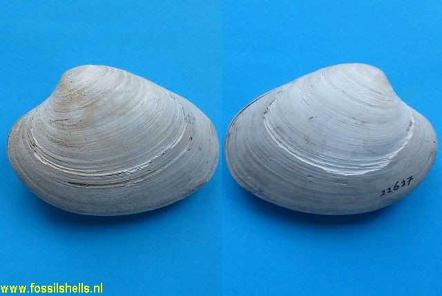 Macrocallista species