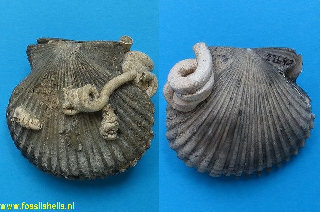 Petaloconchus on Chlamys sculpturatus