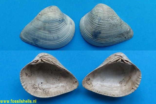 Anomalocardia caloosana