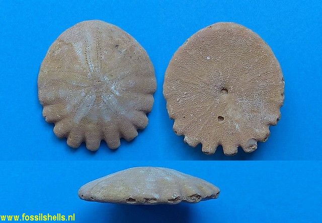 Rotuloidea fimbriata