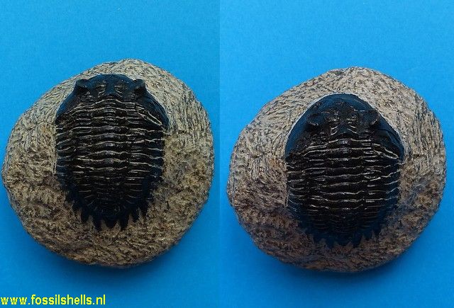 Unidentified Trilobita