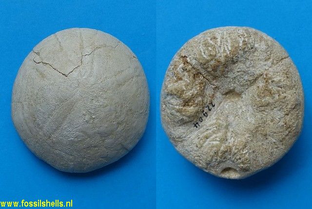 Echinolampas species