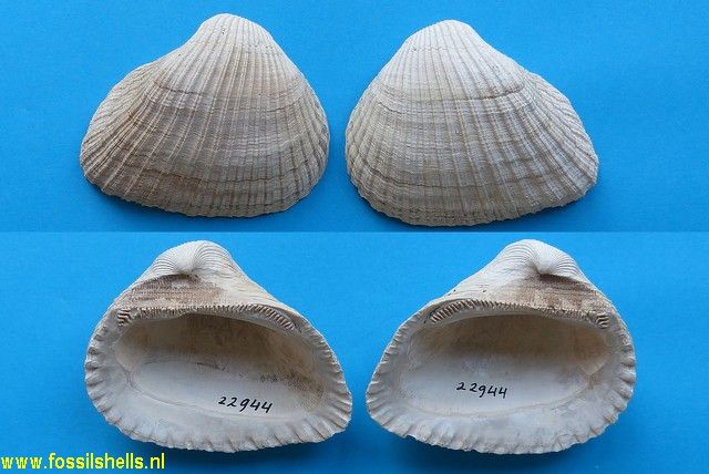 Anadara petersburgensis