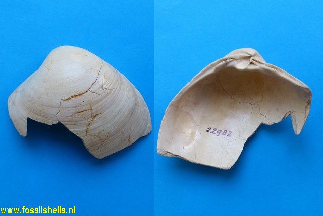 Mactra burdigalensis