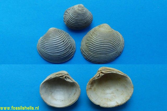 Chione dertoparva merignacensis