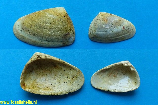 Donax affinis