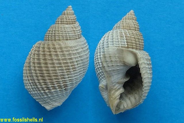 Cancellaria anomoia