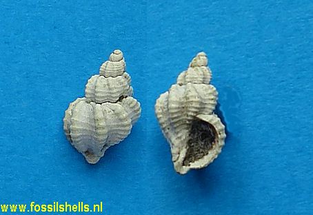Cancellaria species