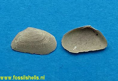 Tellina species