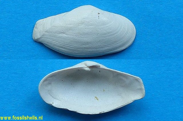 Tenuicorbula anatina