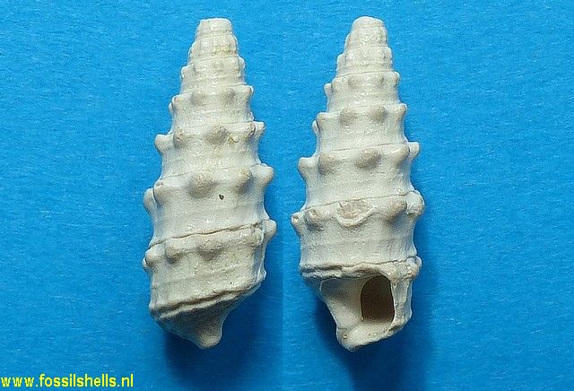 Terebralia thiara