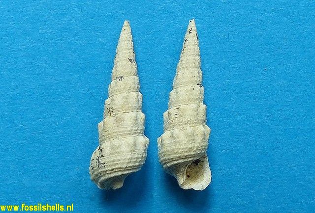 Granulolabium crenatulatum