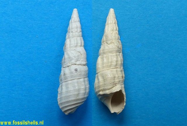 Cerithium lamellosum