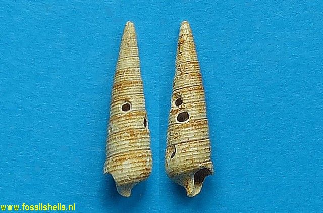 Bittium cancellatum