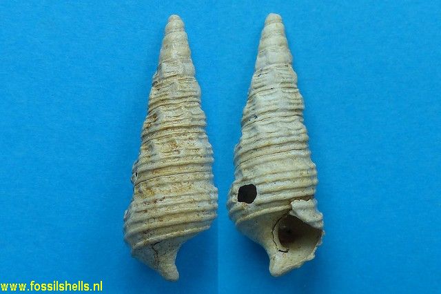 Batillaria turbinoides