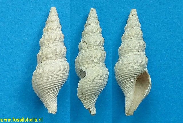 Eopleurotoma francisci