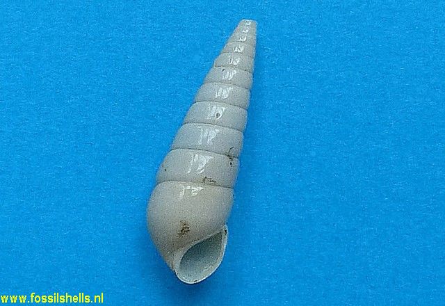Melanella cetia