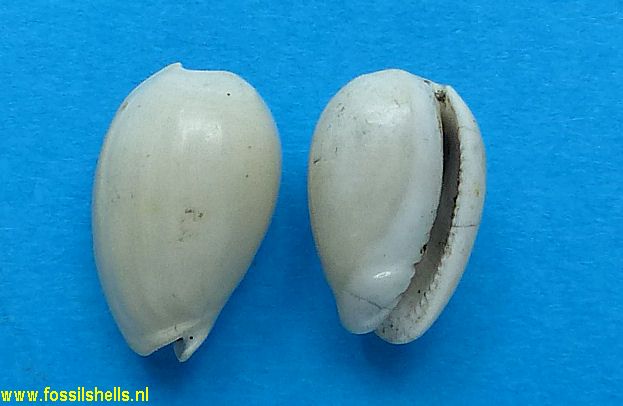 Persicula couviana stenygra
