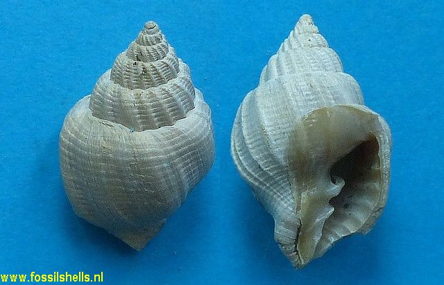 Cancellaria apimela