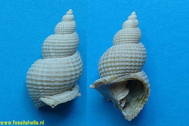 Cancellaria terryi