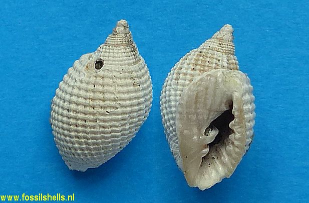 Aphera islacolonis