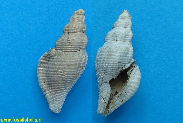 Glyphostoma dentifera