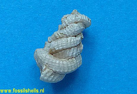 Petaloconchus floridana