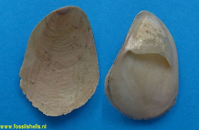 Crepidula plana