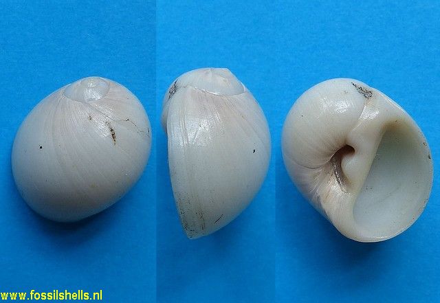 Polinices canalizonalis