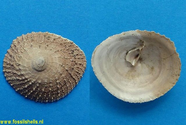Crucibulum spinosum