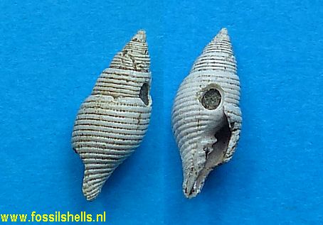Mitra almagrensis coraliophila