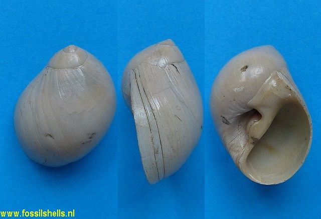Polinices stanislasmeunieri