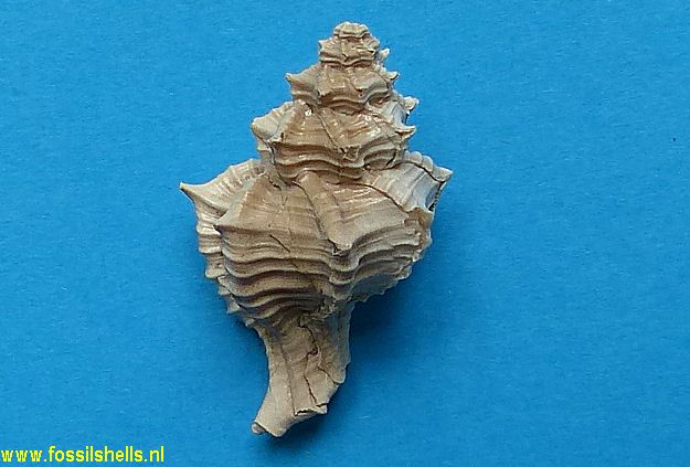 Paziella gatunensis