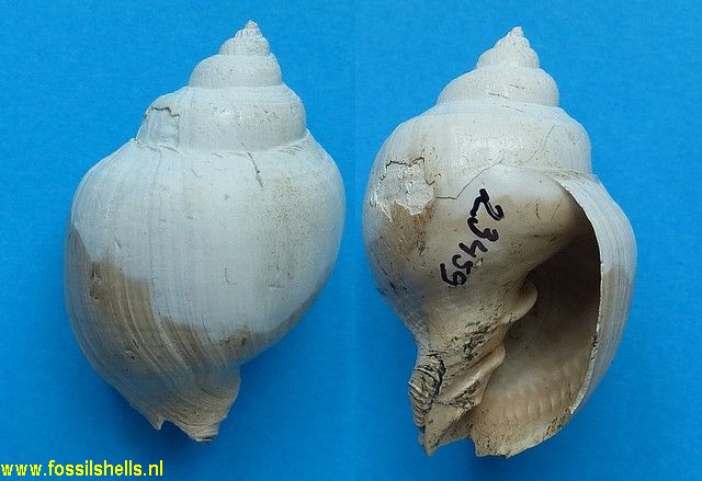 Cancellaria macneili