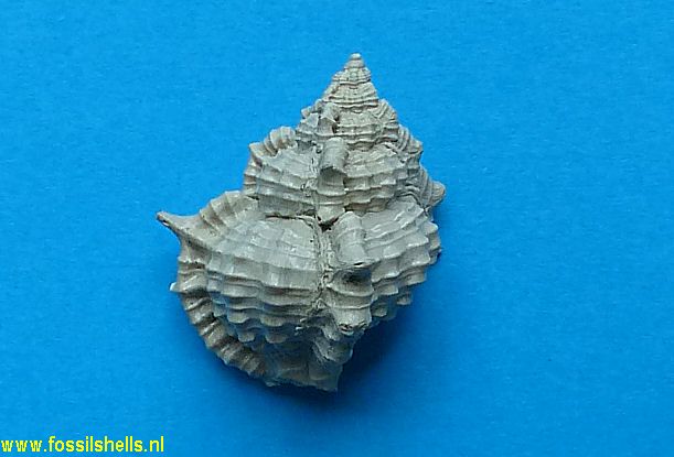 Murex recurvirostris